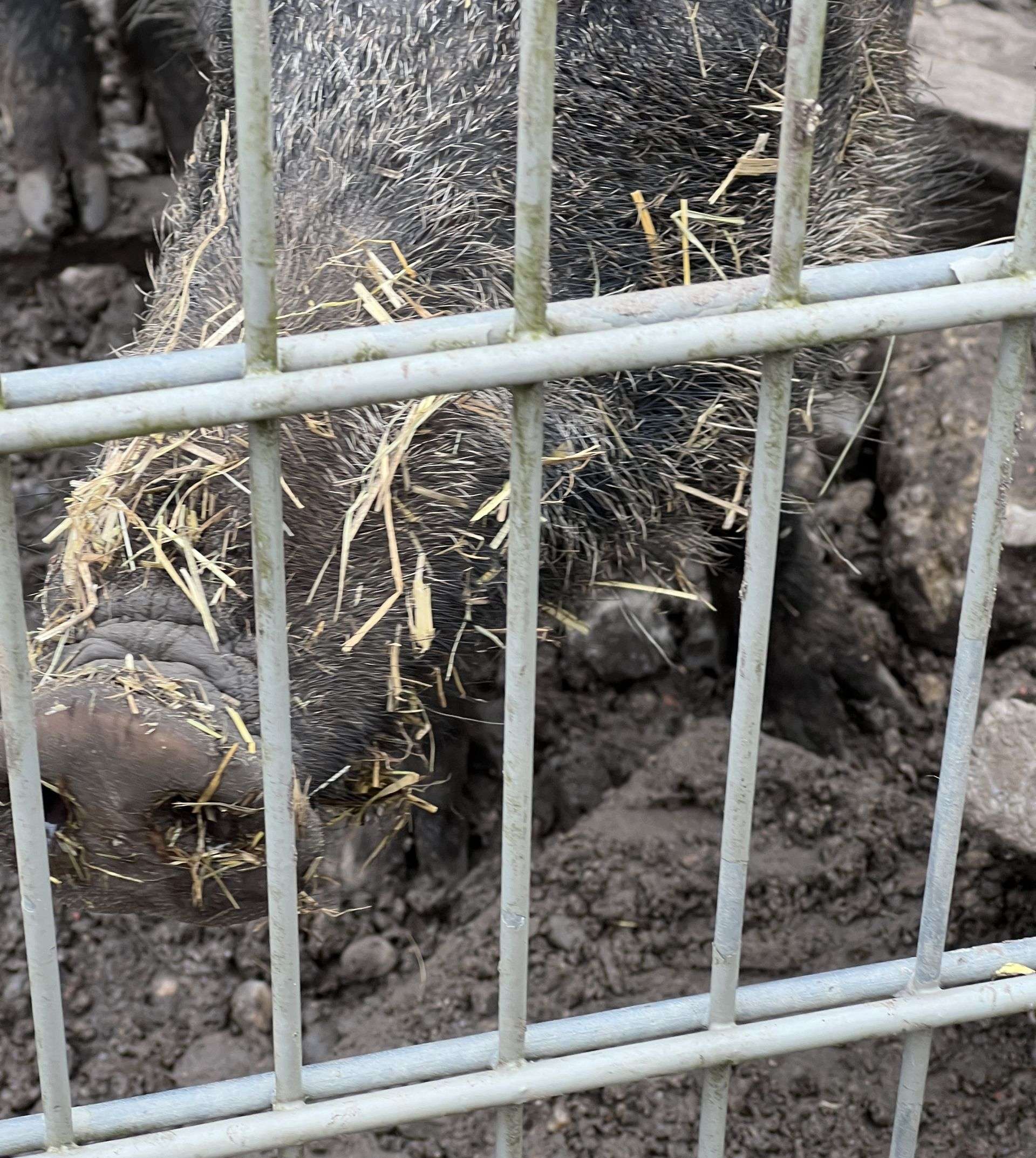 Schwein